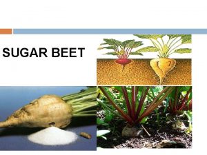 SUGAR BEET INTRODUCTION Botanical name Beta vulgaris L