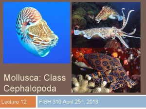 Mollusca Class Cephalopoda Lecture 12 FISH 310 April