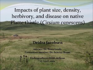 Impacts of plant size density herbivory and disease