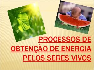 PROCESSOS DE OBTENO DE ENERGIA PELOS SERES VIVOS