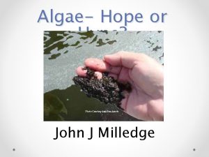 Algae Hope or Hype Photo Courtesy Ami BenAmotz