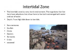 Intertidal Zone The intertidal zone is a very