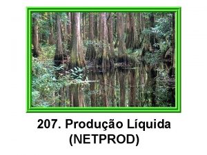 207 Produo Lquida NETPROD O processo de fotossntese