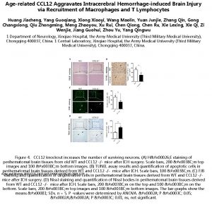 Agerelated CCL 12 Aggravates Intracerebral Hemorrhageinduced Brain Injury