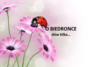 O BIEDRONCE sw kilka CZ 1 KILKA SW