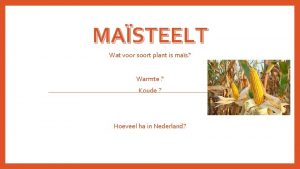 MASTEELT Wat voor soort plant is mas Warmte