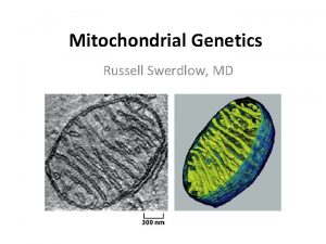 Mitochondrial Genetics Russell Swerdlow MD Photosynthetic Organisms Create