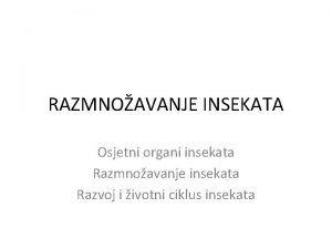 RAZMNOAVANJE INSEKATA Osjetni organi insekata Razmnoavanje insekata Razvoj