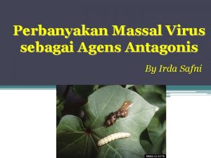 Perbanyakan Massal Virus sebagai Agens Antagonis By Irda