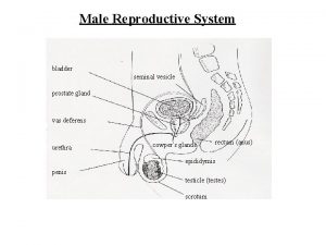 Male Reproductive System bladder seminal vesicle prostate gland