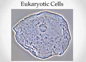 Eukaryotic Cells Discovery of the Cell Cells were