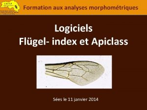 Formation aux analyses morphomtriques Logiciels Flgel index et