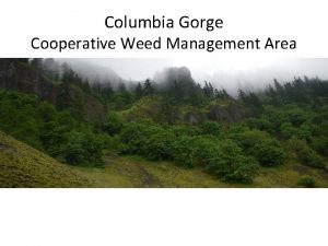 Columbia Gorge Cooperative Weed Management Area Invasive Plant