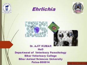 Ehrlichia Dr AJIT KUMAR Ho D Department of