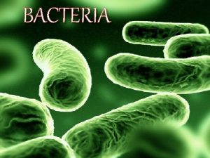 BACTERIA Bacteria are Prokaryotes Kingdom Bacteria are ubiquitous