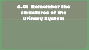 4 01 Remember the structures of the Urinary