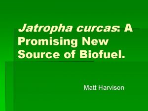 Jatropha curcas A Promising New Source of Biofuel