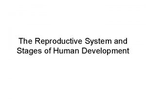 The Reproductive System and Stages of Human Development