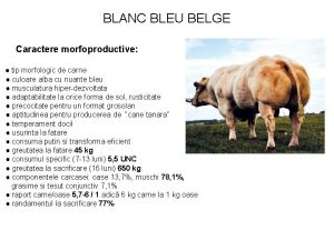 BLANC BLEU BELGE Caractere morfoproductive tip morfologic de