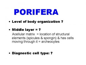 PHYLUM PORIFERA Level of body organization Middle layer