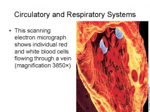 Circulatory and Respiratory Systems This scanning electron micrograph