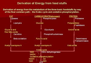 Derivation of Energy from food stuffs Derivation of