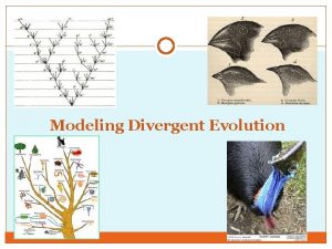 Modeling Divergent Evolution Warm Up Set up your