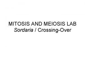 MITOSIS AND MEIOSIS LAB Sordaria CrossingOver Sordaria fimicola