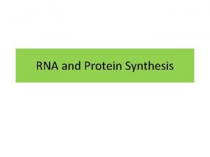 RNA and Protein Synthesis RNA RNA is a