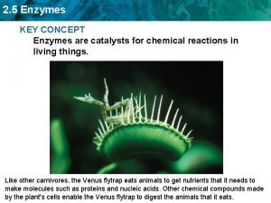 2 5 Enzymes KEY CONCEPT Enzymes are catalysts