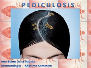 PEDICULOSIS Lecciones de dermatologa AMADO SAUL Ed 15
