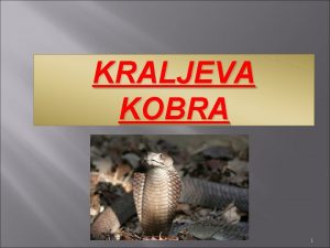 KRALJEVA KOBRA 1 UVRANJE RED Luskarji DRUINA Strupeni