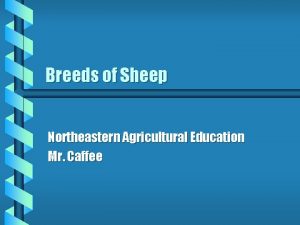 Breeds of Sheep Northeastern Agricultural Education Mr Caffee