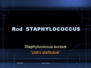 Rod STAPHYLOCOCCUS Staphylococcus aureus zlatni stafilokok 10152021 alen