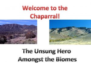 Welcome to the Chaparral The Unsung Hero Amongst