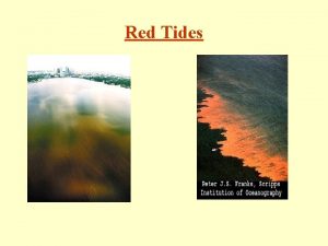 Red Tides Trichodesmium erythraeum Microscopic view Present in