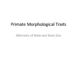 Primate Morphological Traits Allometry of Brain and Body