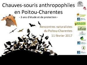 Chauvessouris anthropophiles en PoitouCharentes 3 ans dtude et