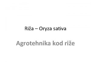 Ria Oryza sativa Agrotehnika kod rie 1 Plodored