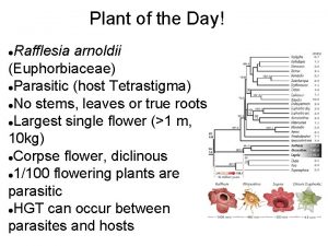 Plant of the Day Rafflesia arnoldii Euphorbiaceae Parasitic
