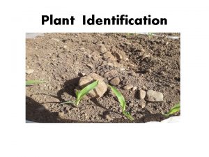 Plant Identification Plant Identification All plants belong to