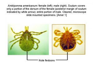 Amblyomma americanum female left male right Scutum covers