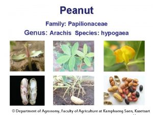 Peanut Family Papilionaceae Genus Arachis Species hypogaea Department
