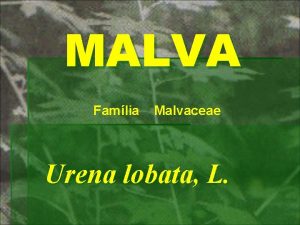 MALVA Famlia Malvaceae Urena lobata L Planta herbcea