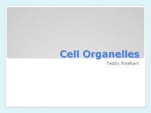 Cell Organelles Teddy Rinehart Plant Cell Animal Cell
