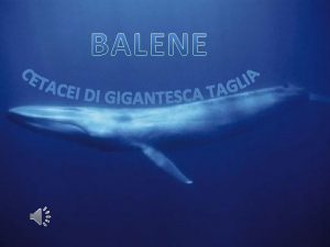 IL PIU GRANDE MAMMIFERO LA BALENA Le balene