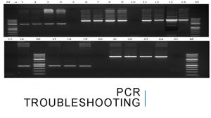 PCR TROUBLESHOOTING AIM To do PCR troubleshooting PCR