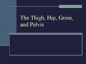 The Thigh Hip Groin and Pelvis Hippelvisthigh Low