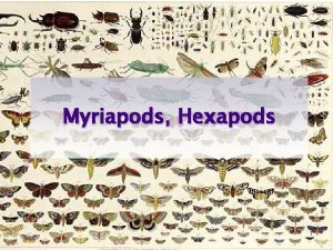 Myriapods Hexapods 1 Subphylum Hexapoda Subphylum Myriapoda primarily
