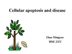 Cellular apoptosis and disease Zhao Mingyao BMC ZZU